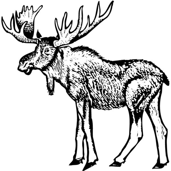 Moose Thumbnail