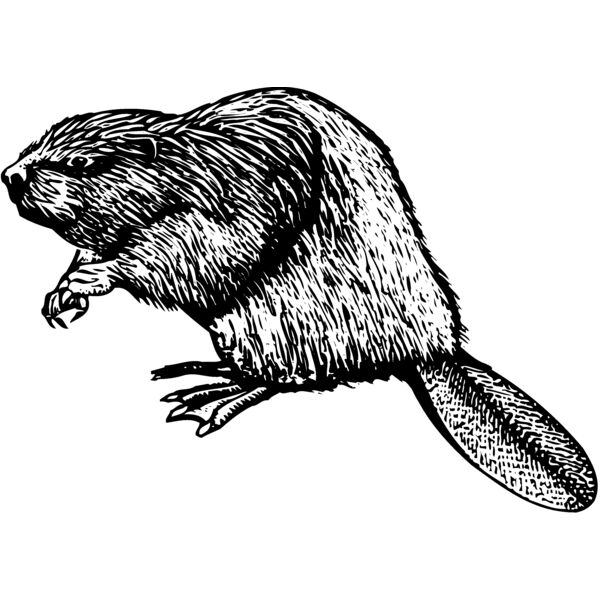 Beaver Thumbnail