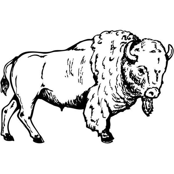 Buffalo Thumbnail