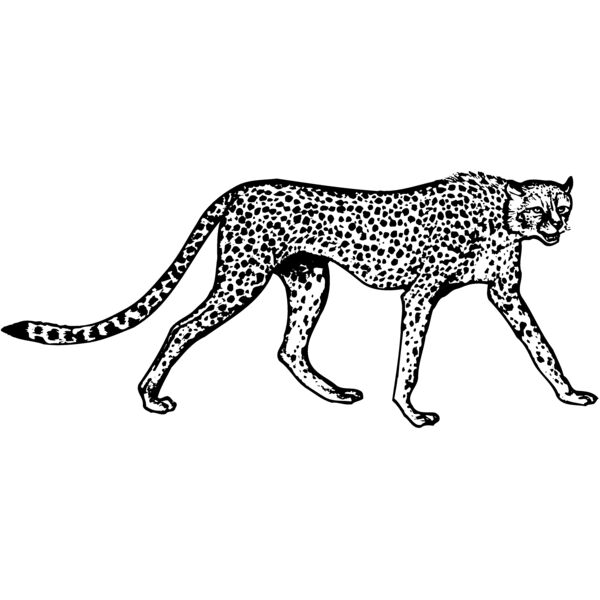 Cheetahs Thumbnail