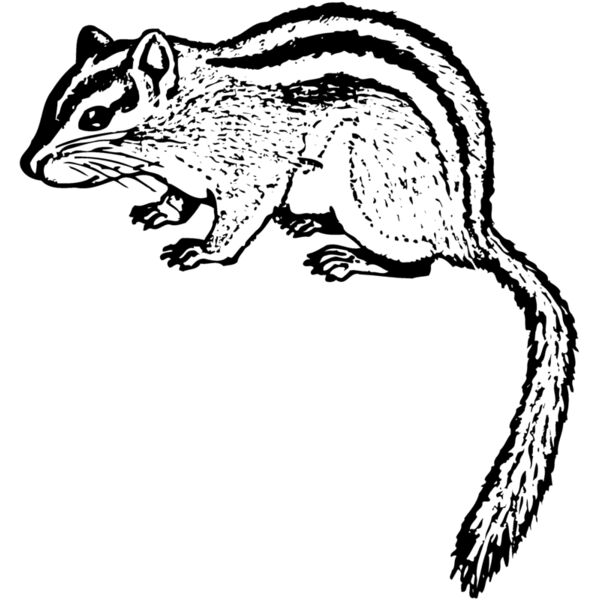 Chipmunk Thumbnail