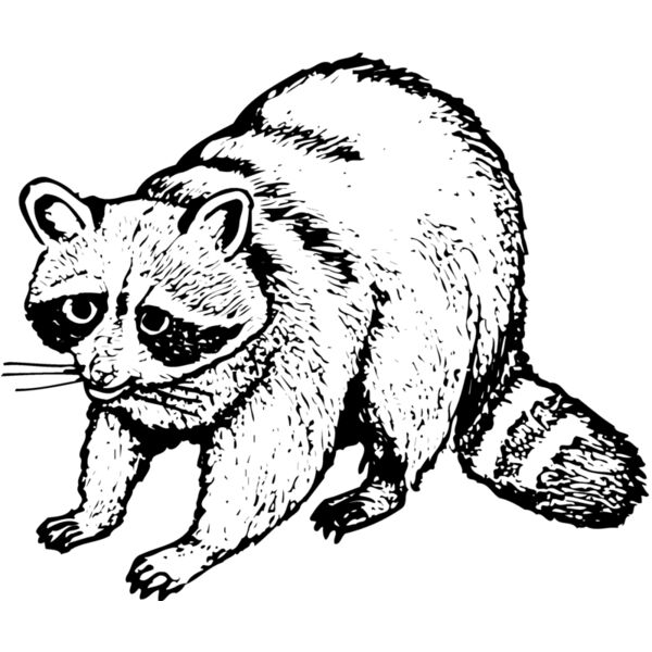 Raccoon Thumbnail