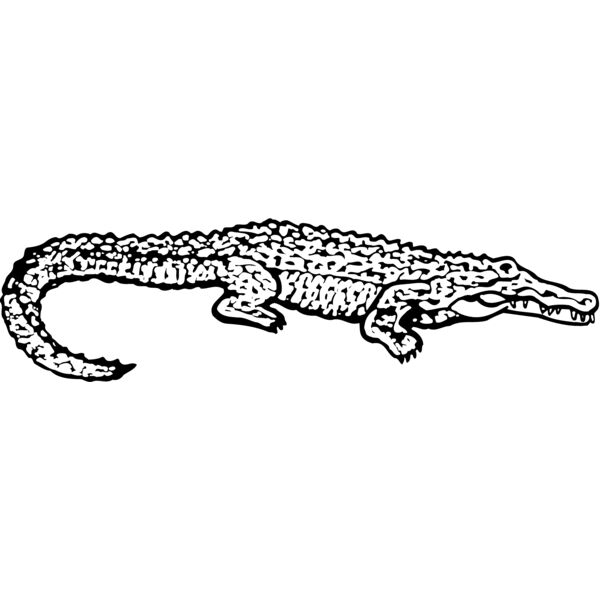 Alligator Thumbnail