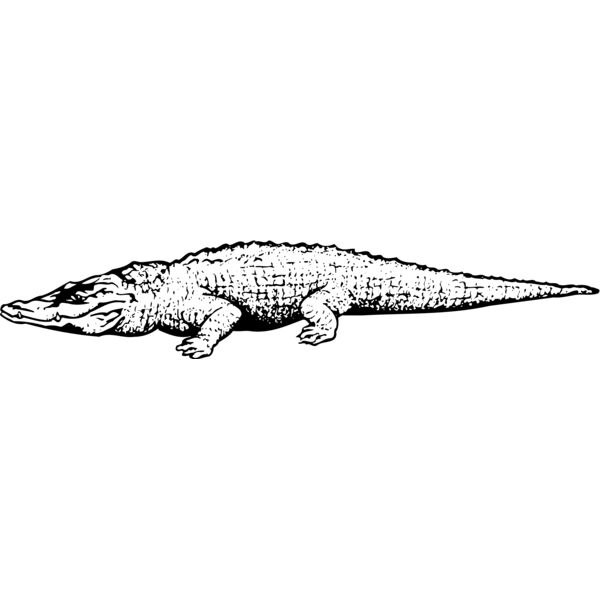 Crocodiles Thumbnail