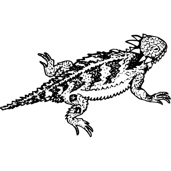 Iguana Thumbnail