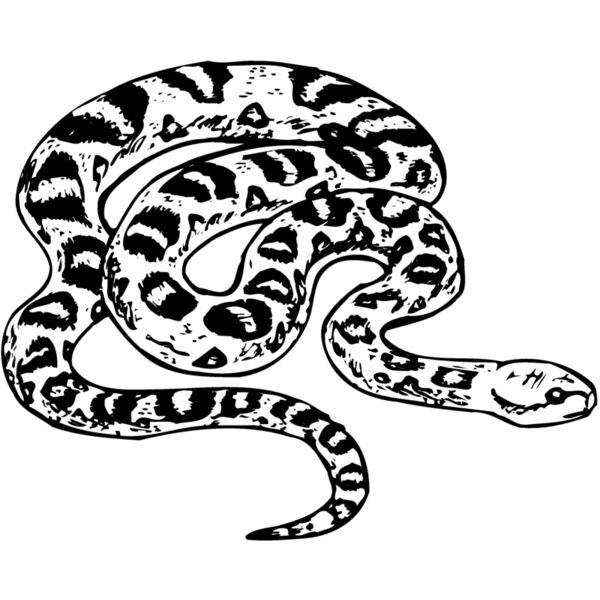 Snake Thumbnail