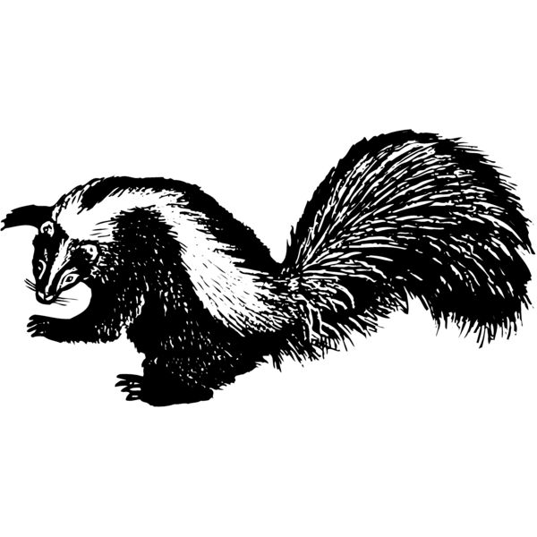 Skunk Thumbnail