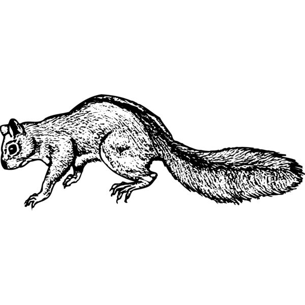 Squirrel Thumbnail
