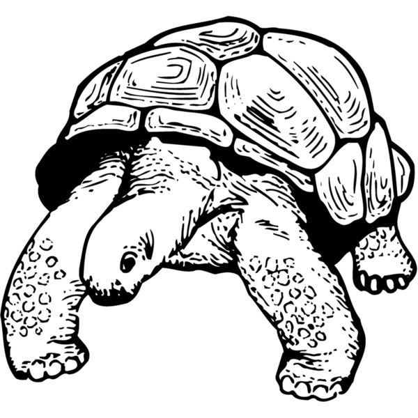 Turtles Thumbnail