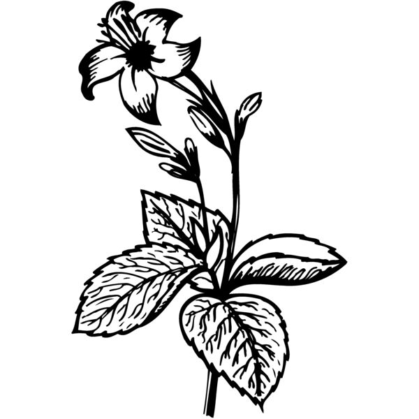 Flowers Thumbnail